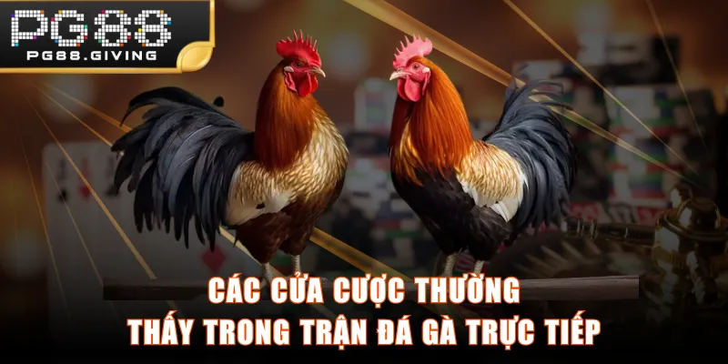 Các cửa cược thường thấy trong trận đá gà trực tiếp