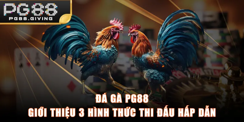 Đá Gà PG88 - Giới Thiệu 3 Hình Thức Thi Đấu Hấp Dẫn