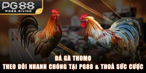 Đá Gà Thomo | Theo Dõi Nhanh Chóng Tại PG88 & Thoả Sức Cược