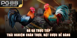 Đá Gà Trực Tiếp - Trải Nghiệm Chân Thực, Đặt Cược Dễ Dàng