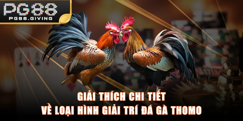 Giải thích chi tiết về loại hình giải trí đá gà Thomo