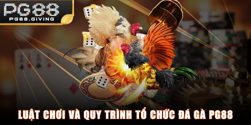 Luật chơi và quy trình tổ chức Đá Gà PG88