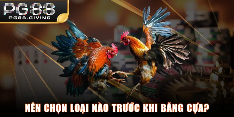 Nên chọn loại nào trước khi băng cựa?